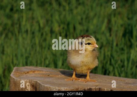 polli in erba, italia Foto Stock