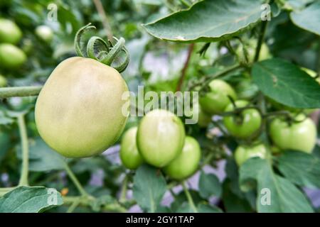 Pomodori verdi freschi coltivati in giardino. Mazzo di pomodori verdi in giardino. Pronti per la raccolta di pomodori verdi freschi. Foto Stock