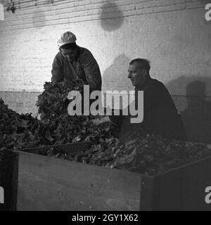 Arbeitsalltag in der Zigarettenfabrik, hier Trocknen des Tabaks, Deutschland 1930er Jahre. Giornata di lavoro in una fabbrica di sigarette, qui: Essiccazione del tabacco, Germania anni trenta. Foto Stock