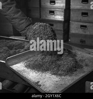 Arbeitsalltag in der Zigarettenfabrik, hier Trocknen des Tabaks, Deutschland 1930er Jahre. Giornata di lavoro in una fabbrica di sigarette, qui: Essiccazione del tabacco, Germania anni trenta. Foto Stock