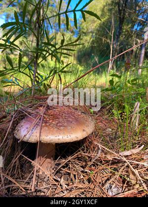 Funghi in natura. Funghi commestibili e anche velenosi hanno benefiche funzioni ecologiche per la foresta e l'ambiente. Foto Stock