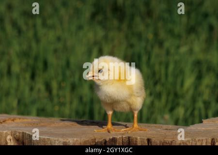 polli in erba, italia Foto Stock