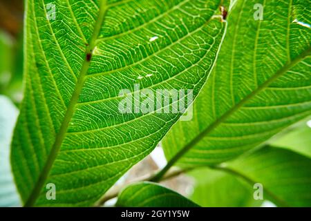 Foglie di guava fresca al sole del pomeriggio. Foto Stock