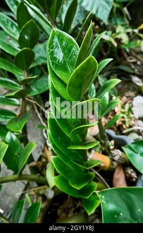 Bella pianta Zamioculcas zamiifolia. Crescere nel cortile. Foto Stock