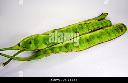 Primo piano con petai freschi. Petai è delizioso mangiato con sambal e riso. Foto Stock