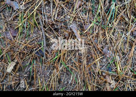 Formiche nella foresta, correndo tra aghi di conifere Foto Stock