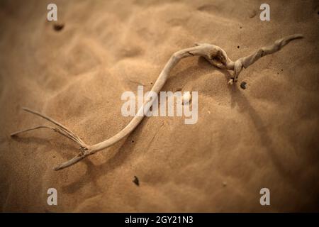 Conchiglie e pezzo di legno sulla spiaggia sabbiosa. Foto Stock