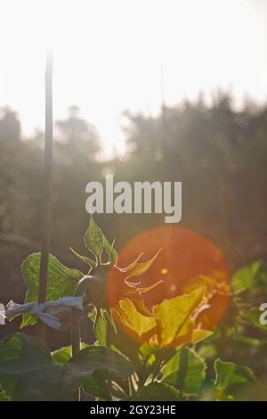 Vista posteriore della pianta di girasole (Helianthus Annuus) alla luce del sole Foto Stock