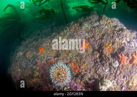 Anemone dipinto, Urticina grebelnyi, in una foresta di kelp gigante, Macrocystis piryfera, Point Lobos state Natural Reserve, California, USA Foto Stock