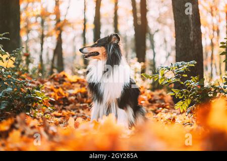 Tricolore Rough Collie, Funny Scottish Collie, Long-Haired Collie, English Collie, Lassie Dog Outdoors in autunno giorno. Verticale Foto Stock