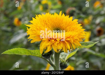 Primo piano di un grande girasole in un campo. Foto Stock