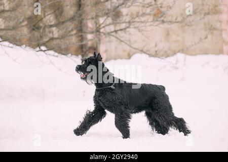 Funny Young Black Giant Schnauzer o Riesenschnauzer Dog Walking all'aperto in motoslitta neve in inverno Snowy Day. Animali domestici divertenti all'aperto Foto Stock