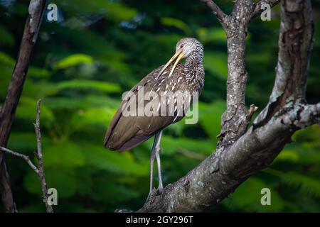 Un Limpkin fa un po' di preparazione dopo una nuotata in un torrente nelle Everglades della Florida. Foto Stock