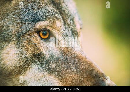 Primo piano allievo dell'occhio di Canis Lupus, lupo grigio, lupo grigio. Wolf Eye Foto Stock