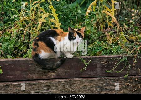 Autunno tricolore gatto europeo in natura su una recinzione di legno si siede e ci guarda Foto Stock