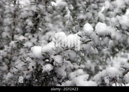 Un cespuglio in inverno molto carico di grumi artistici di neve Foto Stock