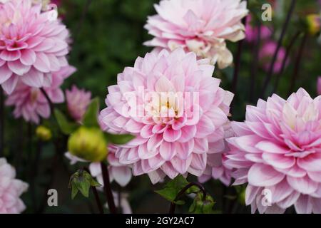 Dahlia 'Karma prospero'. Foto Stock