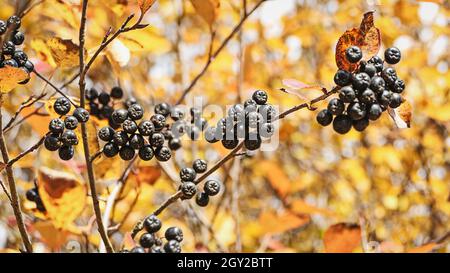 Bacca nera sul ramo arbusto, bacche di Aronia nel giardino d'autunno Foto Stock