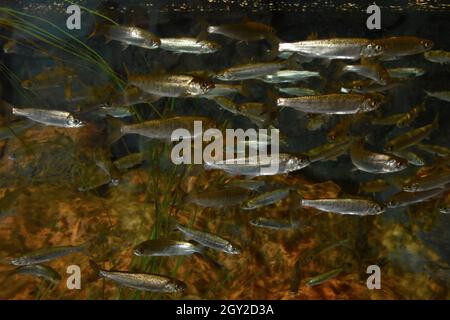 Salmone coho giovanile, Oncorhynchus kisutch, Captive, Alaska Sealife Centre, Seward, Alaska, Stati Uniti Foto Stock