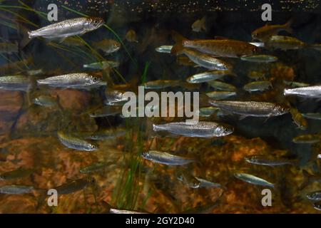Salmone coho giovanile, Oncorhynchus kisutch, Captive, Alaska Sealife Centre, Seward, Alaska, Stati Uniti Foto Stock