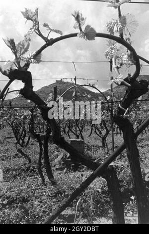 Ein Ausflug zur Weinstraße in der Pfalz, Deutsches Reich 1930er Jahre. Un'escursione al vino tedesco rotta nel Palatinato; Germania 1930s. Foto Stock