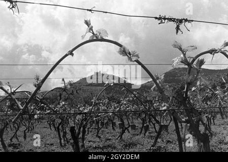 Ein Ausflug zur Weinstraße in der Pfalz, Deutsches Reich 1930er Jahre. Un'escursione al vino tedesco rotta nel Palatinato; Germania 1930s. Foto Stock