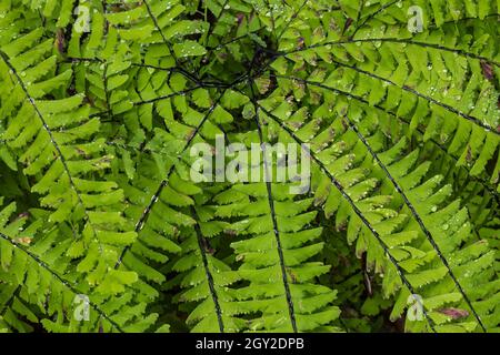 Northern Maidenhair Fern, Adium aleuticum, a scala nel Parco Nazionale Olimpico, stato di Washington, USA Foto Stock