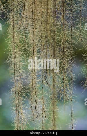 La barba di Methuselah, Usnea longissima, che cresce su un acero Bigleaf, Acer macrophyllum, a scala nel Parco Nazionale Olimpico, Washington state, USA Foto Stock