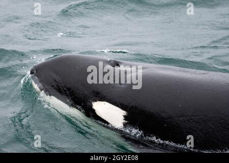 Orca o balena killer, Orcinus orca, respirazione in superficie, Resurrection Bay, Penisola di Kenai, Alaska, Stati Uniti Foto Stock