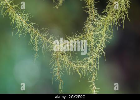 La barba di Methuselah, Usnea longissima, che cresce su un acero Bigleaf, Acer macrophyllum, a scala nel Parco Nazionale Olimpico, Washington state, USA Foto Stock