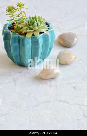 Piccole succulente in vivace vaso turchese con pietre lucide in formato verticale con spazio per il testo. Foto Stock