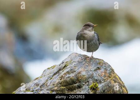 American Dipper, Cinclus mexicanus, giovanile acrobatica in piedi su una gamba foraging nel North Fork Skokomish River a scala nel Olympic National Foto Stock