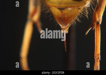 Wasp comune (Vespula vulgaris) Foto Stock