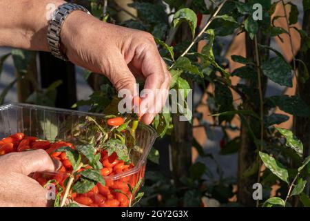 Ramo di pianta di bacche di Goji mature. Lycium barbarum Foto Stock