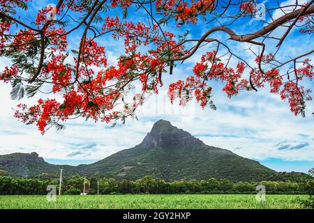 Albero fiammeggiante fiorito con piantagioni di canna da zucchero e montagna come sfondo a Mauritius Foto Stock