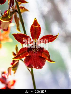 Orchid esposto al Redlands Orchid Festival in Homestead Foto Stock