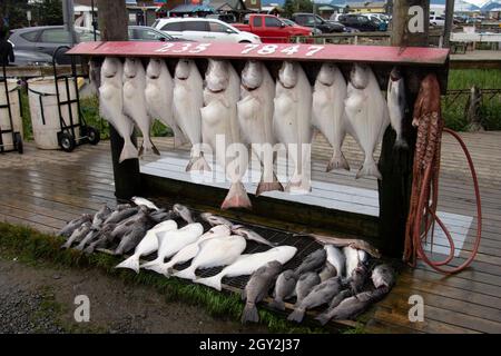 Cattura della mostra del giorno con principalmente halibuts del Pacifico, Hippoglossus stenolepis, in Omero, la capitale di Halibut del mondo, Foto Stock