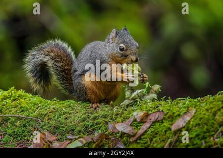 Chickaree, Tamiasciurus douglasii, alias Douglas o Pine Squirrel, che si nutrono di semi di acero a scala nel Parco Nazionale Olimpico, Washington state, USA Foto Stock