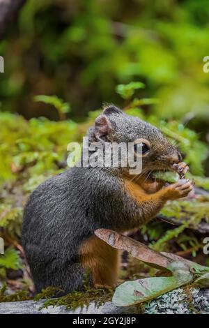 Chickaree, Tamiasciurus douglasii, alias Douglas o Pine Squirrel, che si nutrono di semi di acero a scala nel Parco Nazionale Olimpico, Washington state, USA Foto Stock