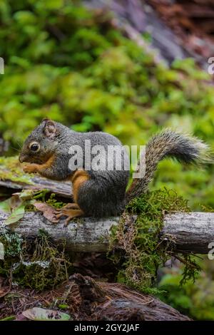 Chickaree, Tamiasciurus douglasii, alias Douglas o Pine Squirrel, che si nutrono di semi di acero a scala nel Parco Nazionale Olimpico, Washington state, USA Foto Stock