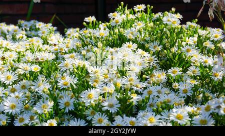 Piccoli fiori bianchi a margherita luminosi su sfondo sfocato sul giardino Oldenzaal al mattino a piedi Foto Stock