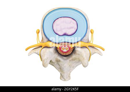 Vista superiore della vertebra lombare umana con disco e midollo spinale isolati su sfondo bianco con rappresentazione 3D dello spazio di copia. Anatomia e m Foto Stock