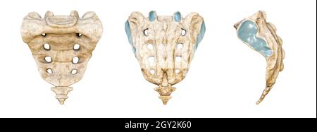 Sacrum umano e coccix posteriore, anteriore e laterale isolati su sfondo bianco illustrazione di rendering 3D. Grafico anatomico vuoto. Anatomia, Foto Stock