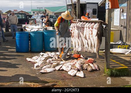 Cattura del giorno mostra di halibuts freschi, Ippoglossus stenolepis, nel Homer Spit, Homer, Alaska, Stati Uniti Foto Stock