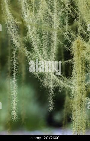 La barba di Methuselah, Usnea longissima, che cresce su un acero Bigleaf, Acer macrophyllum, a scala nel Parco Nazionale Olimpico, Washington state, USA Foto Stock