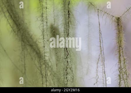 La barba di Methuselah, Usnea longissima, che cresce su un acero Bigleaf, Acer macrophyllum, a scala nel Parco Nazionale Olimpico, Washington state, USA Foto Stock