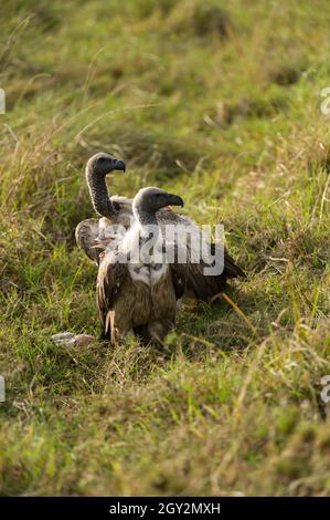 Coppia di avvoltoio con supporto bianco (Gyps africanus) in erba, Masai Mara, Kenya Foto Stock