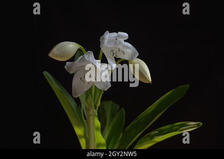 Fotografia di giglio crinum Foto Stock