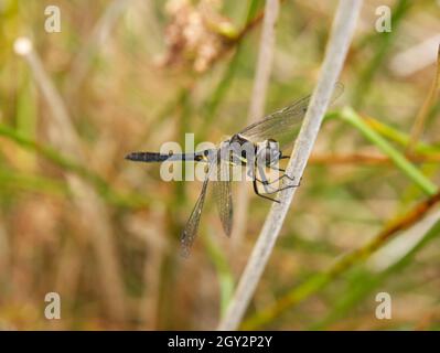 Darter nero maschile (Sympetrum danae) libellula sulla vegetazione a lato del pondside, acqua di Boyne, Brown Clee, Shropshire, UK Foto Stock