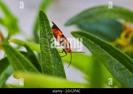 Dettaglio di bug di semi di mungitura su pianta verde Foto Stock